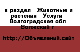  в раздел : Животные и растения » Услуги . Волгоградская обл.,Волжский г.